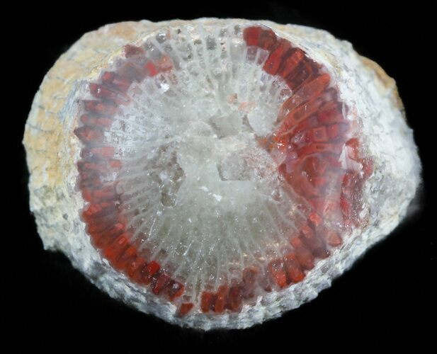 Pennsylvanian Aged Red Agatized Horn Coral - Utah #46725